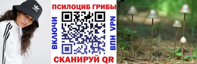 kraken   Мирный  Псилоцибиновые грибы прущие грибы 